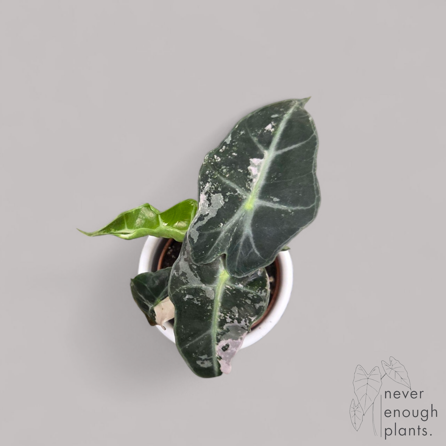 Alocasia Polly Variegata