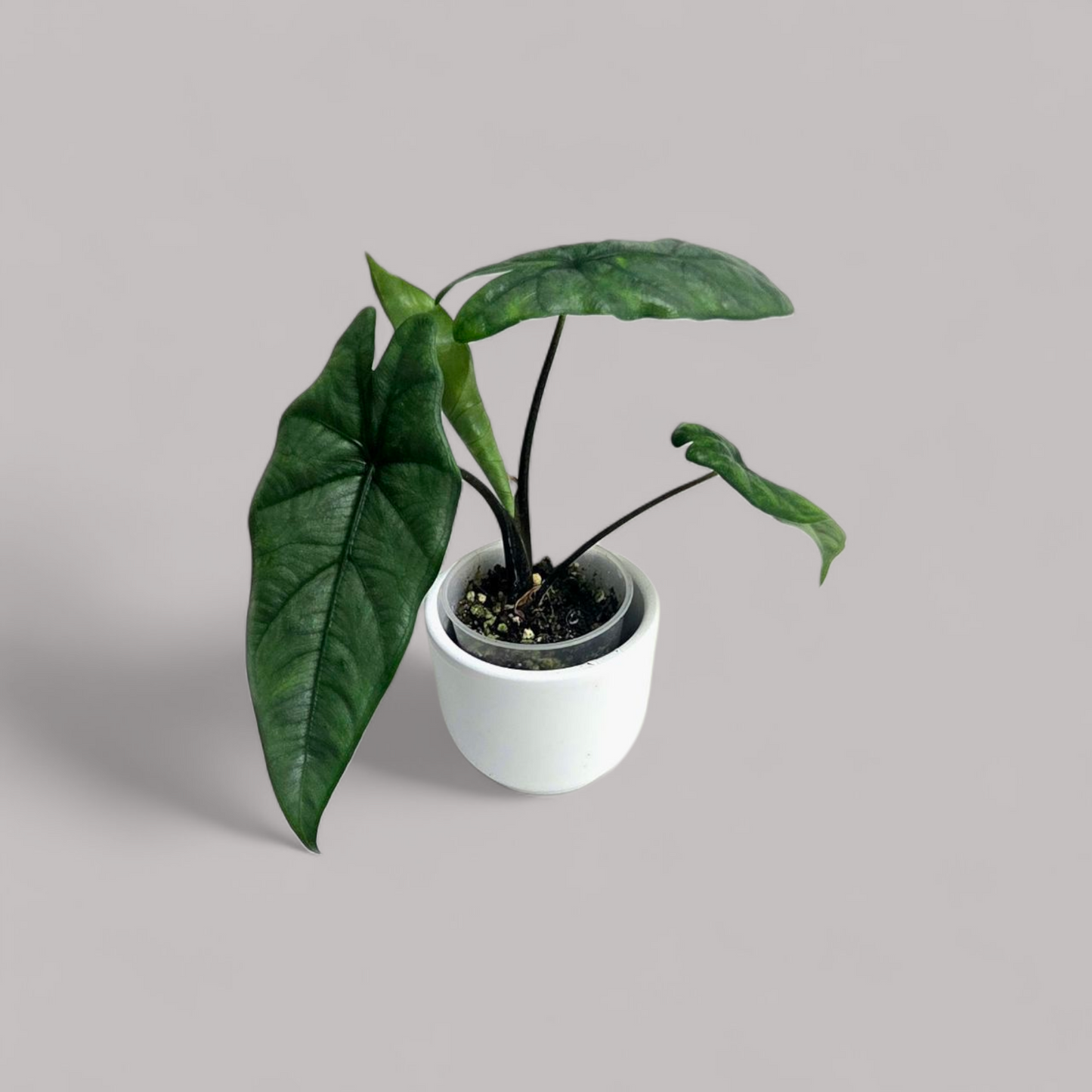 Alocasia Heterophylla 'Corazon'