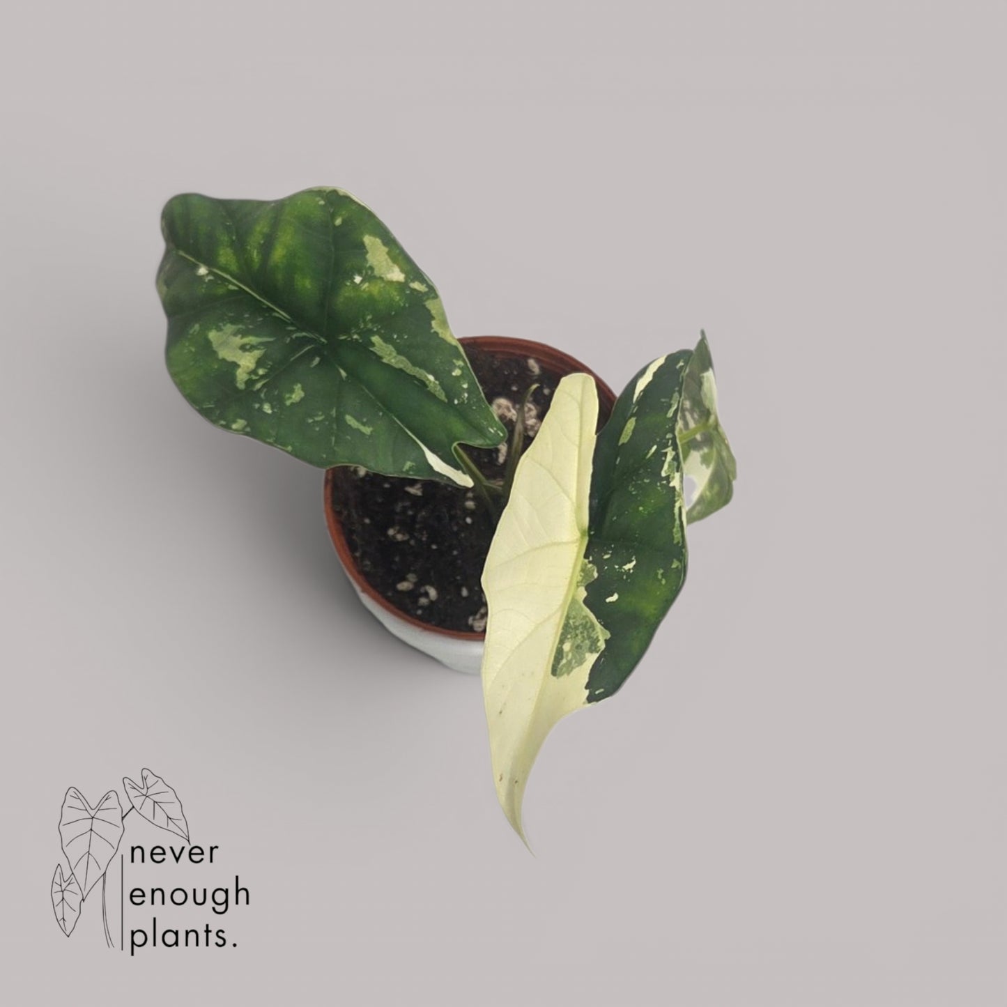 Alocasia Simpo Albo Variegata