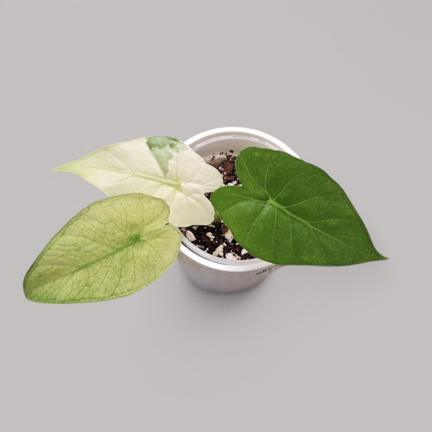 Alocasia Gageana Ghost