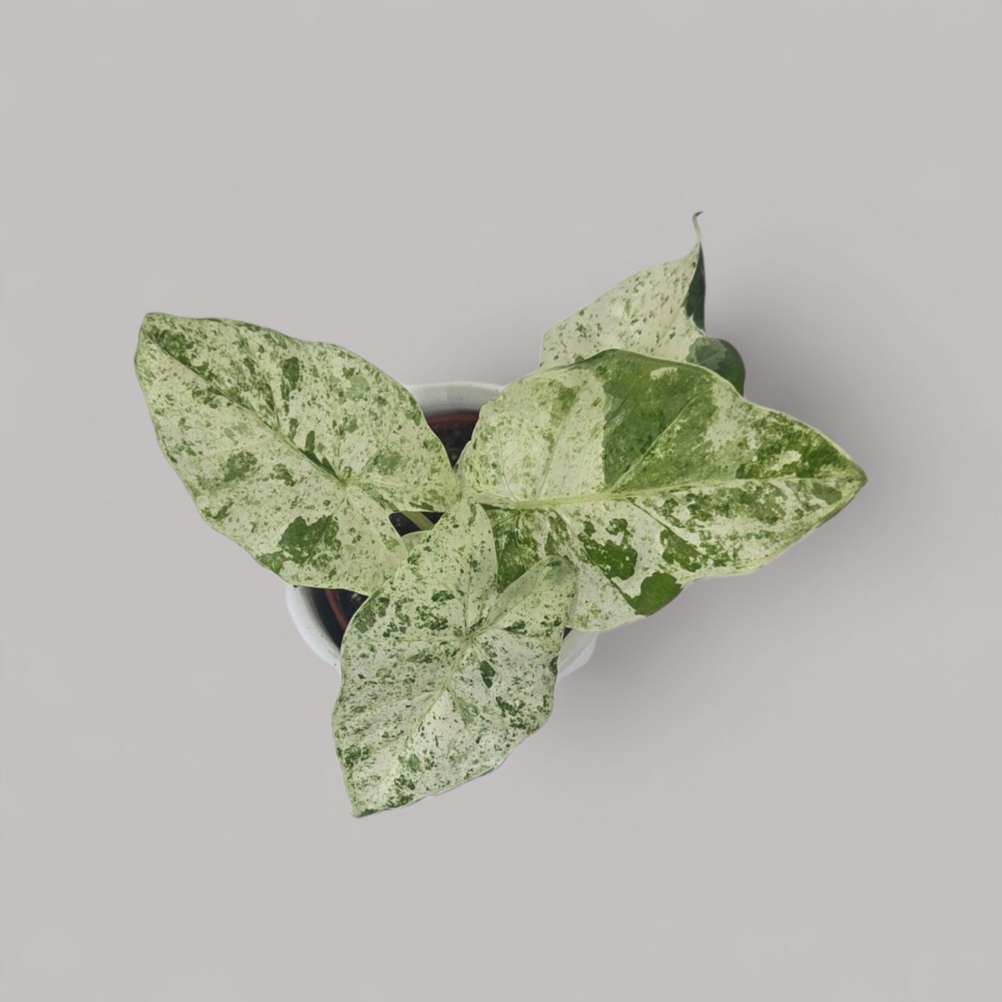 Alocasia Macrorrhiza 'Splash'