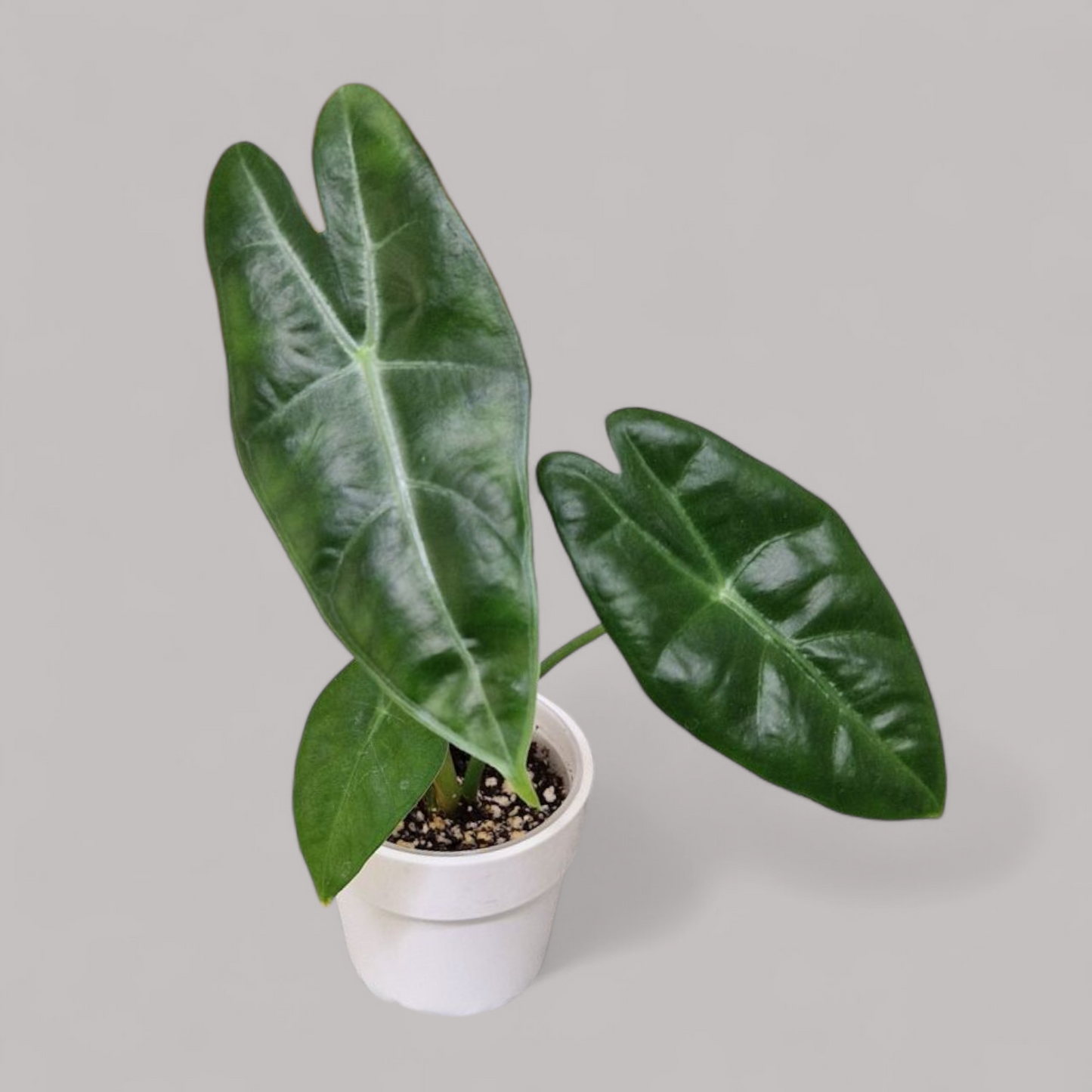 Alocasia Longiloba