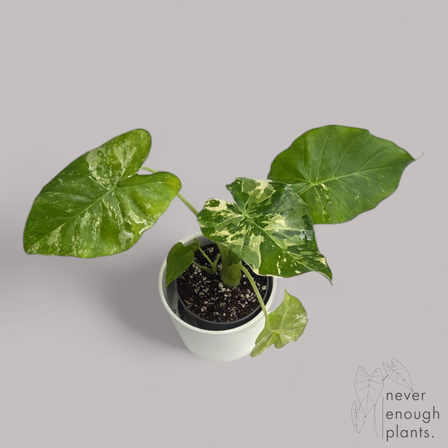 Alocasia Gageana Albo Variegata