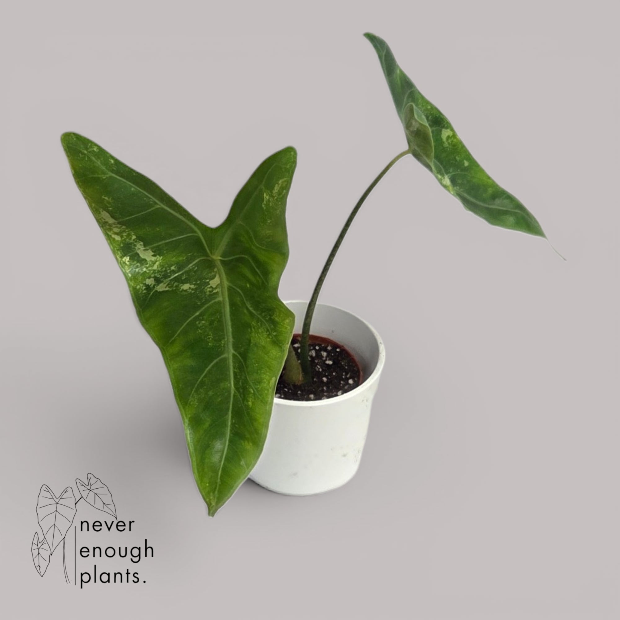 Alocasia Longiloba Aurea Variegata – never enough plants.