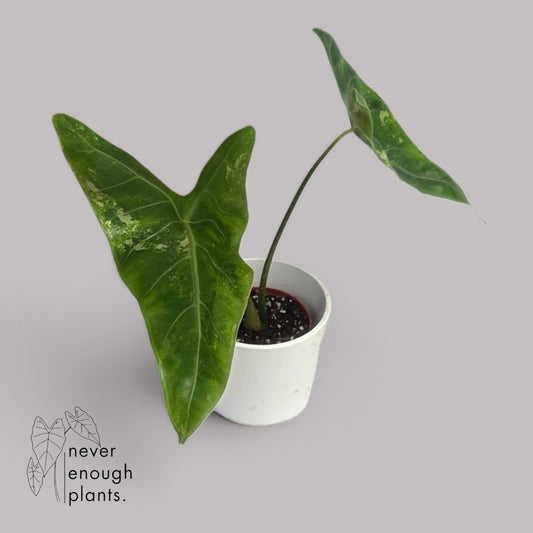 Alocasia Longiloba Aurea Variegata