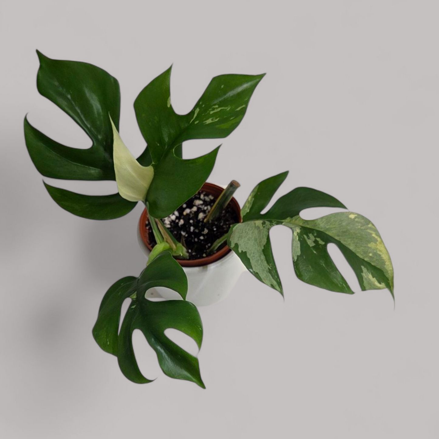Rhaphidophora tetrasperma Variegata (Monstera minima)