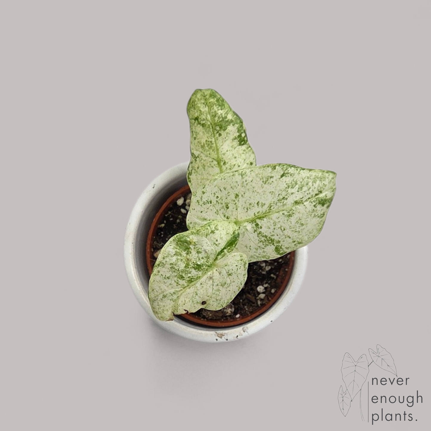Alocasia Macrorrhiza 'Splash'