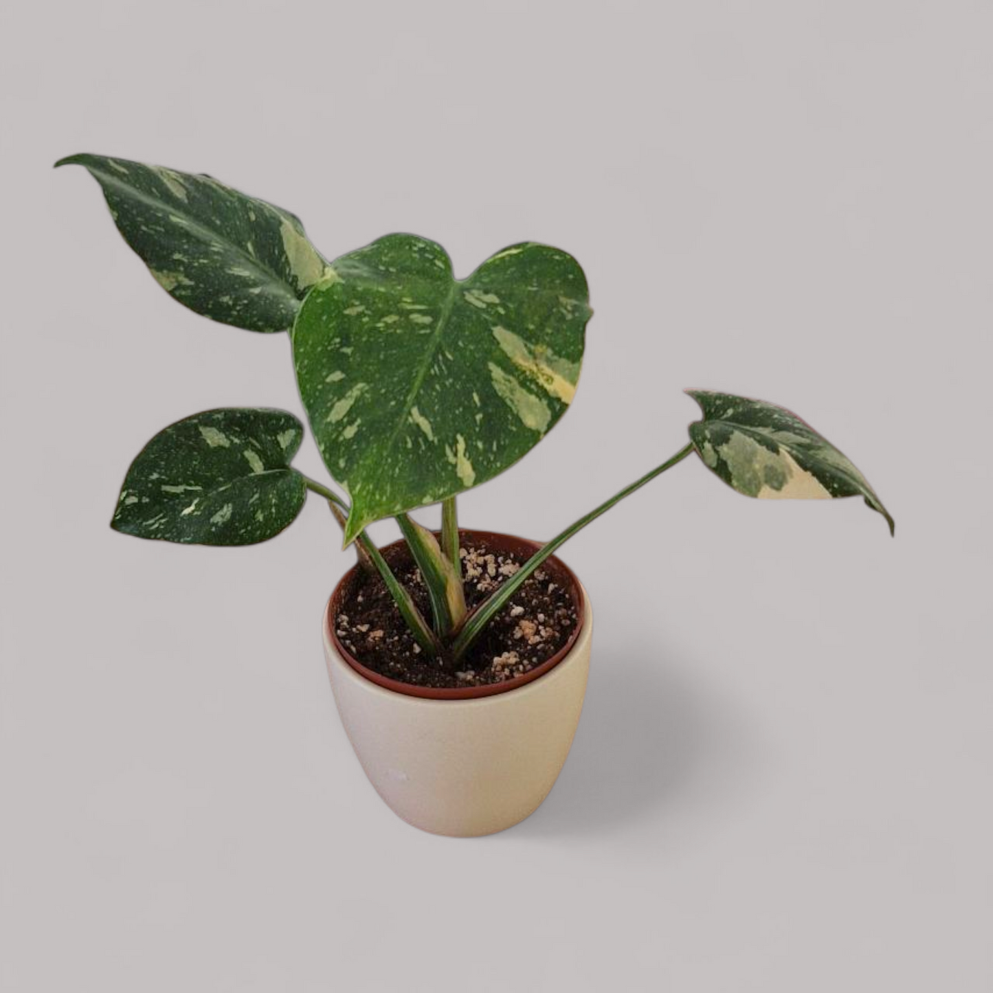 sad plant sale