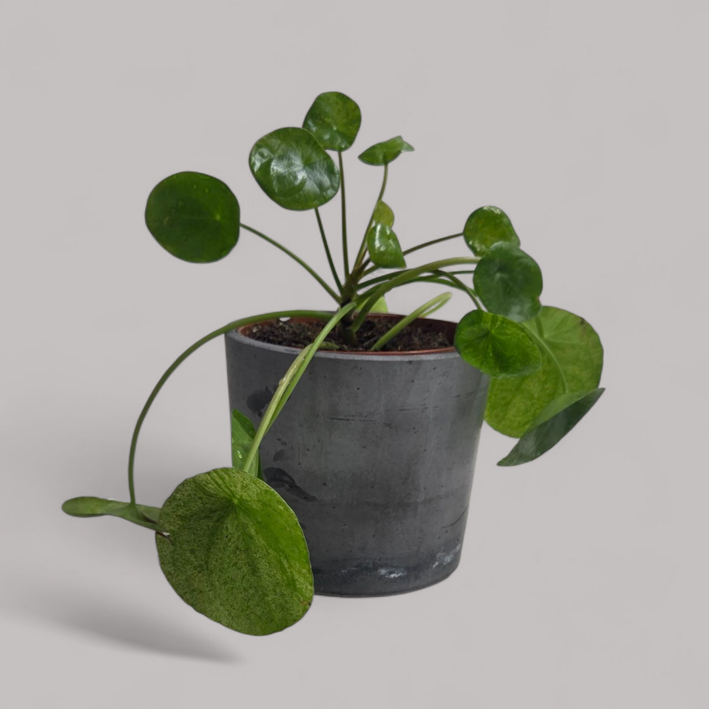 Pilea Peperomioides 'Mojito'