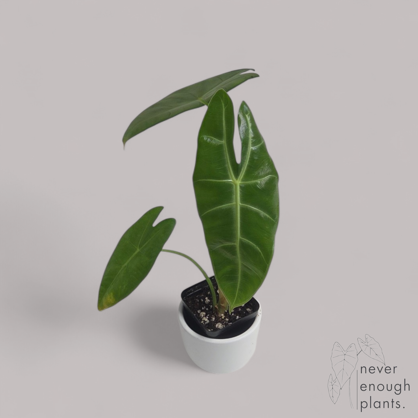 Alocasia Longiloba