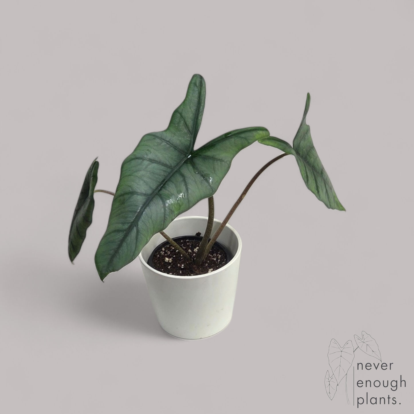 Alocasia Heterophylla 'Dragons Breath'
