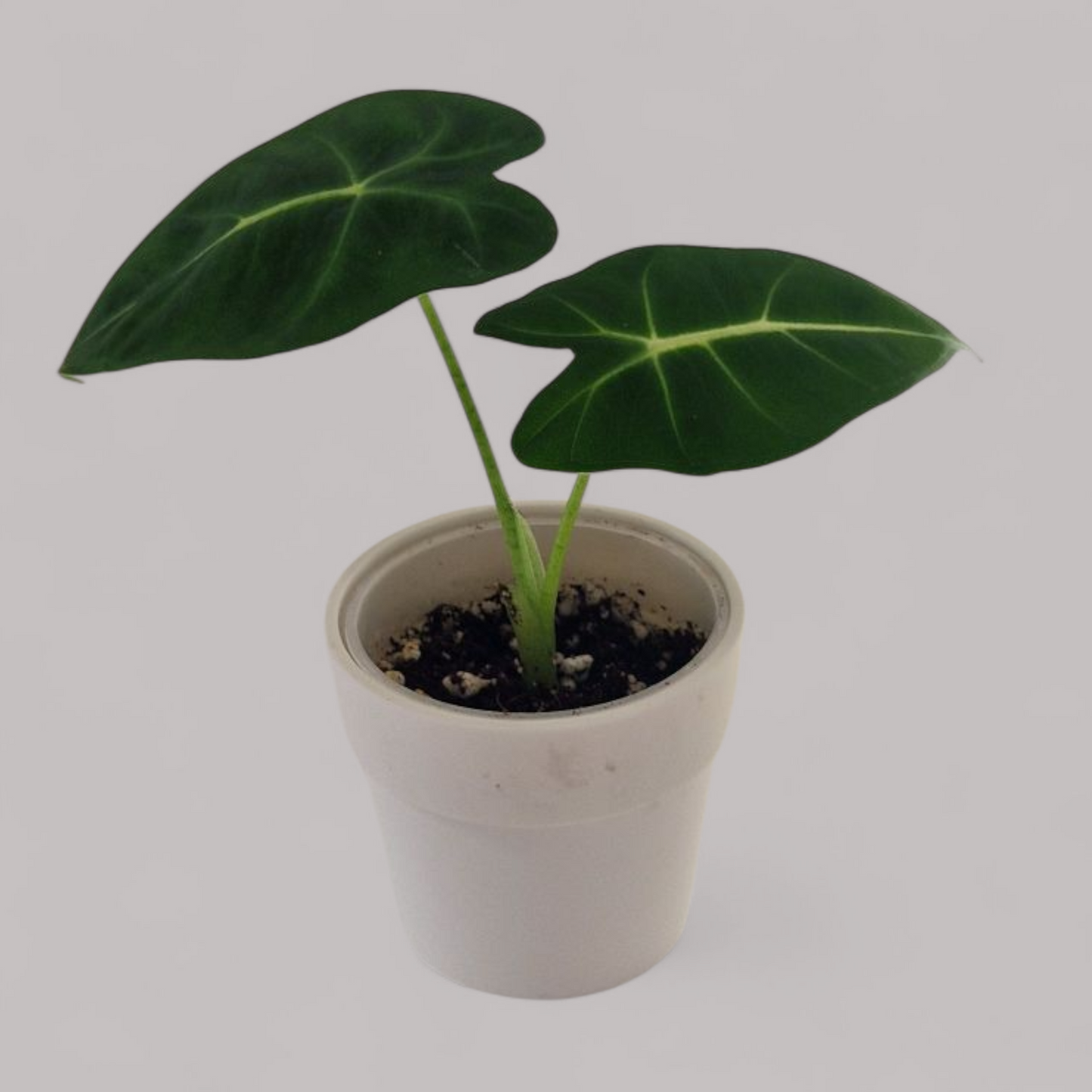 Alocasia Micholitziana 'Frydek'