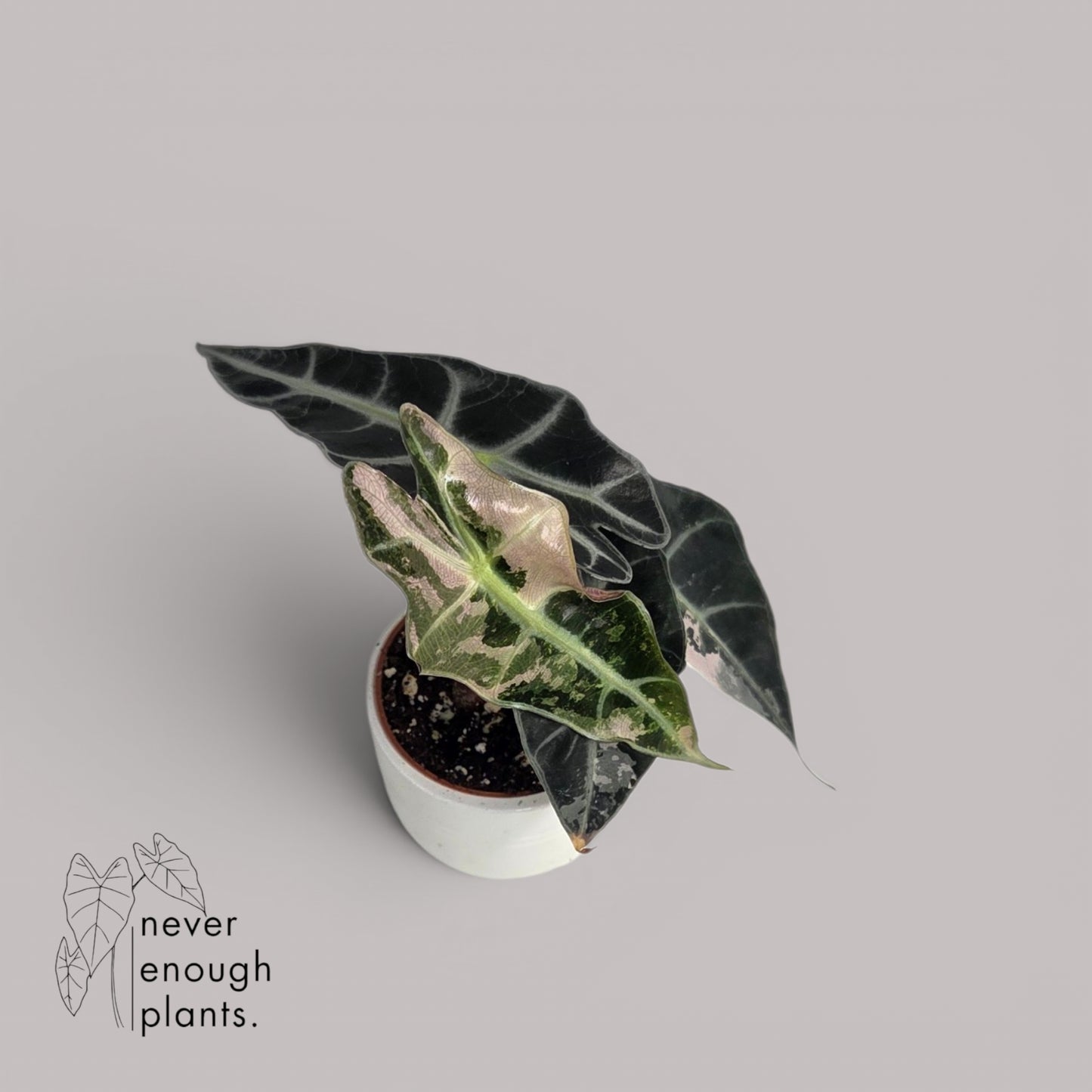 Alocasia Polly Variegata
