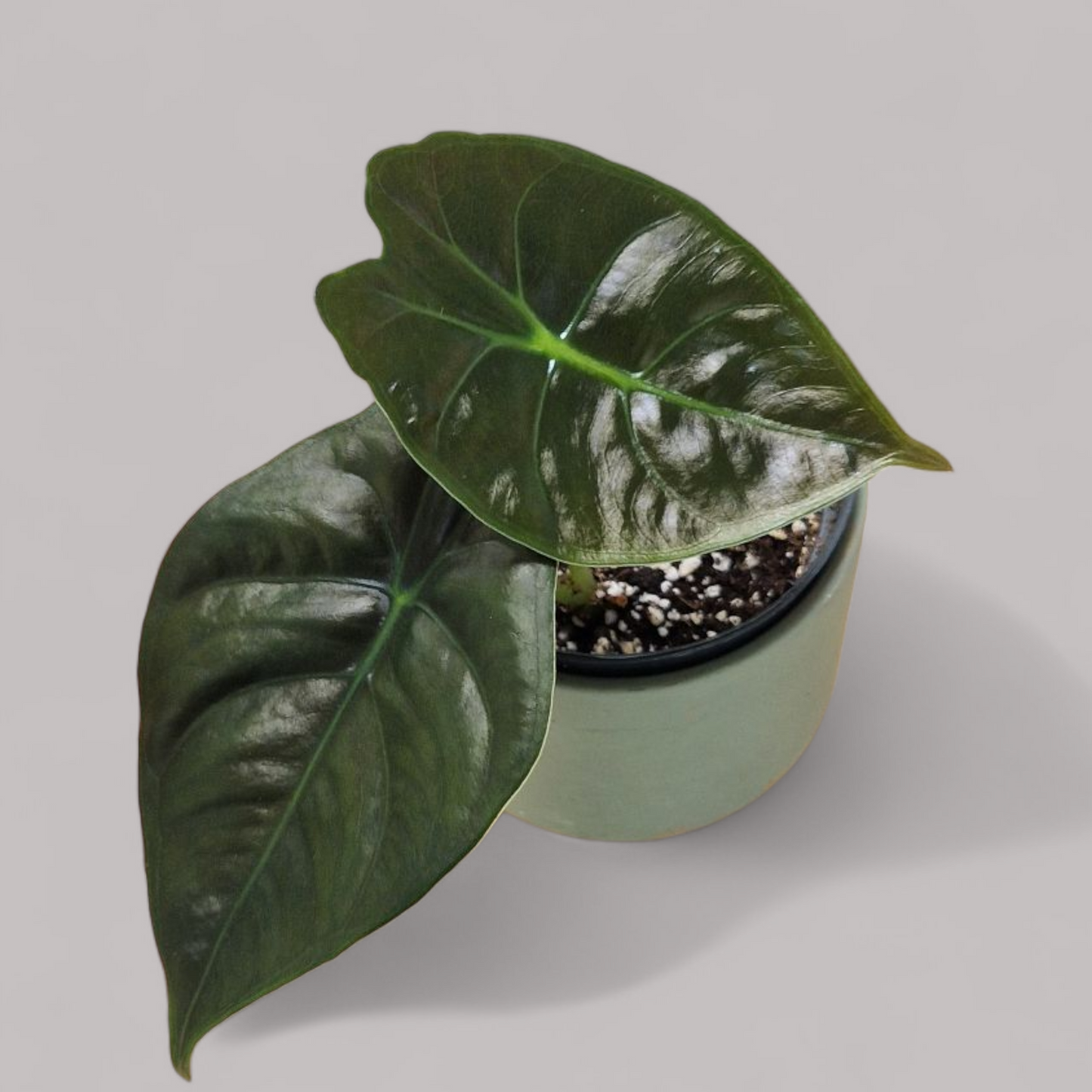 Alocasia Golden Bone