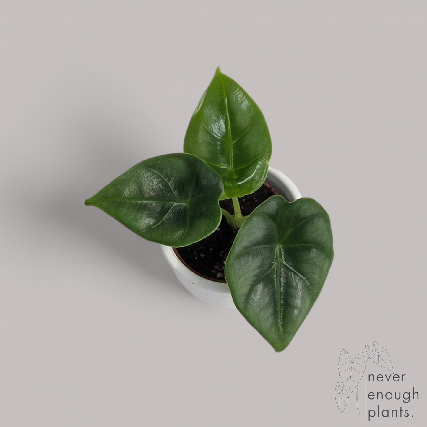 Alocasia 'Reversa'