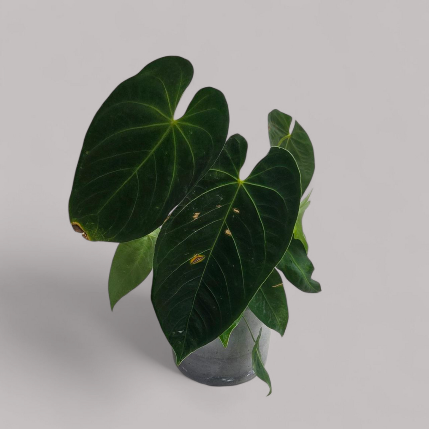 Anthurium Queremalense