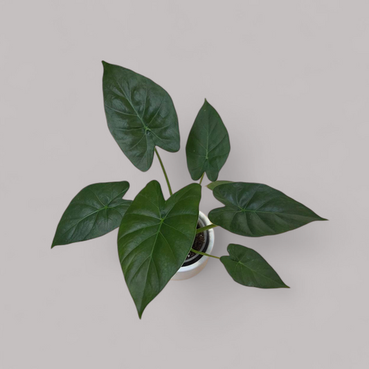 Alocasia Macrorrhiza