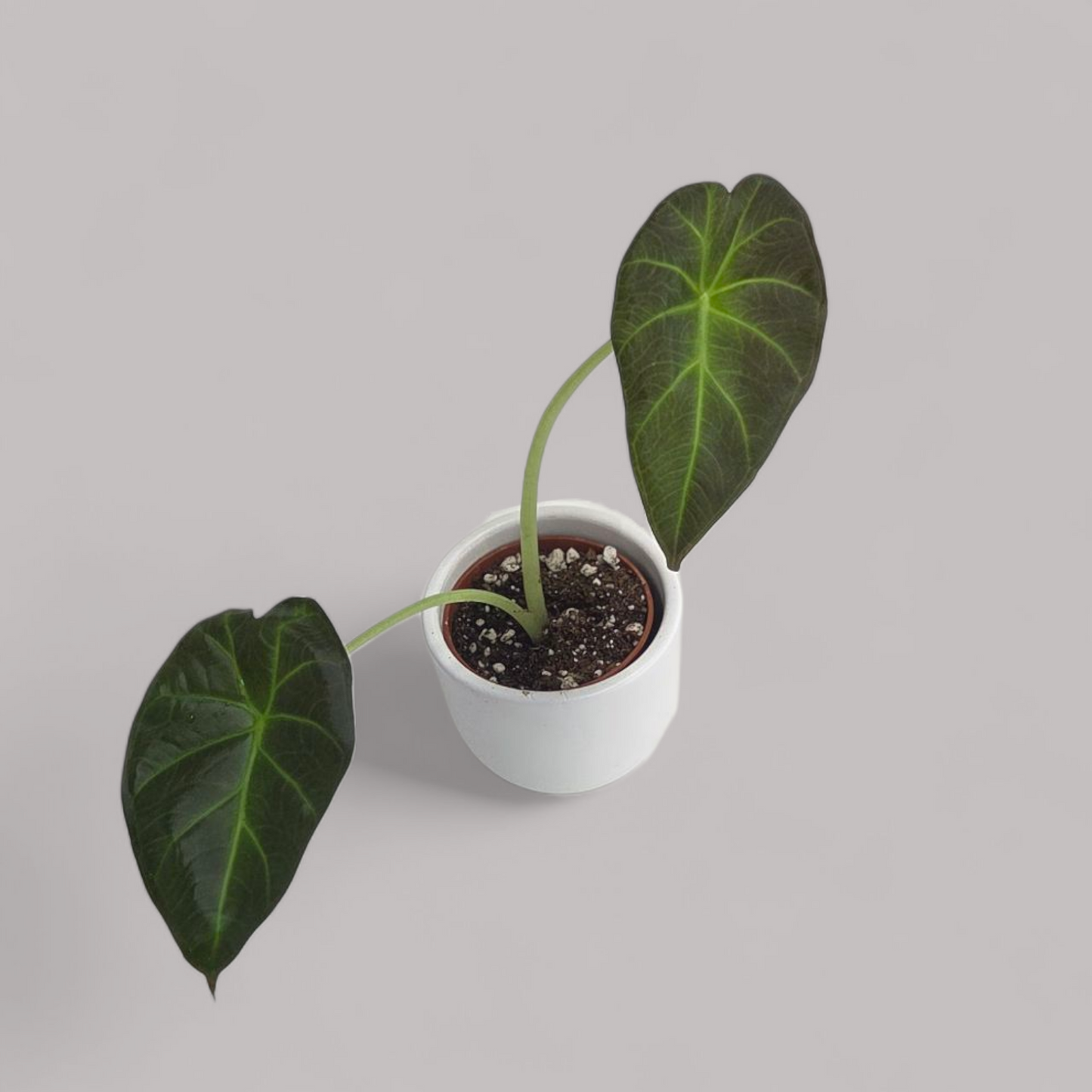 Alocasia 'Regal Shield'