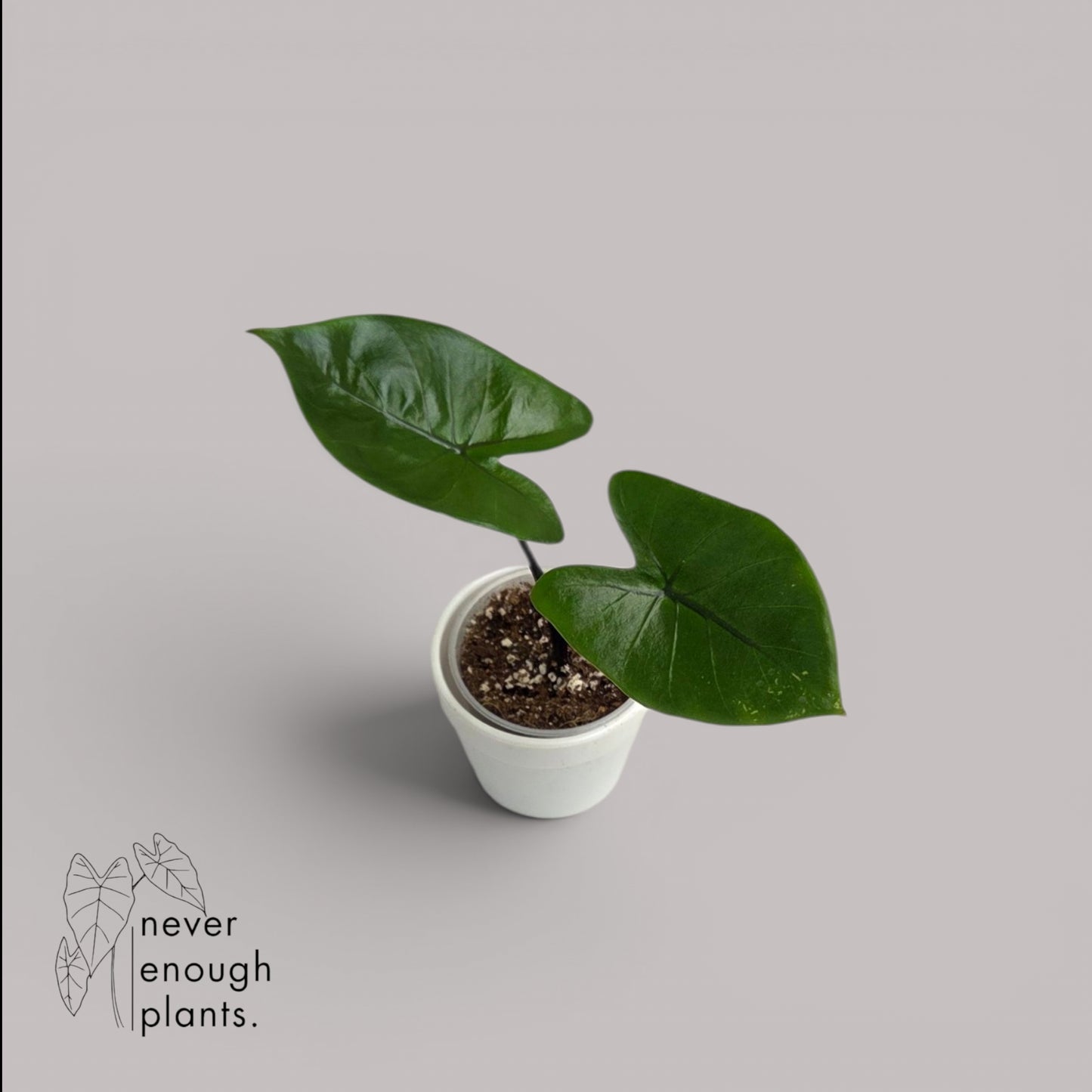 Alocasia Macrorrhiza 'Black Stem'