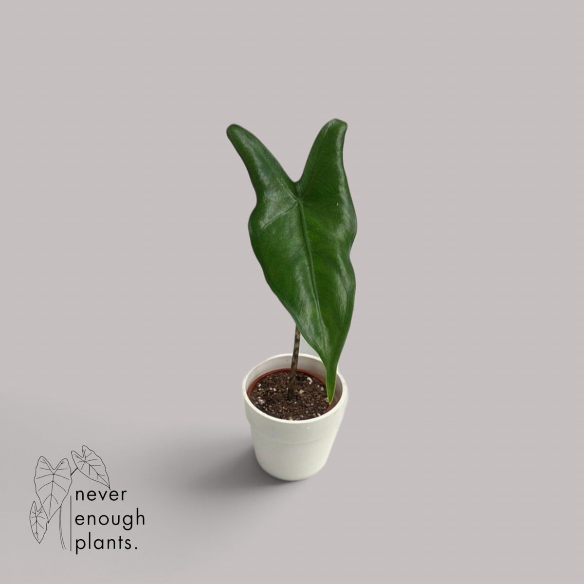 Alocasia Trigina