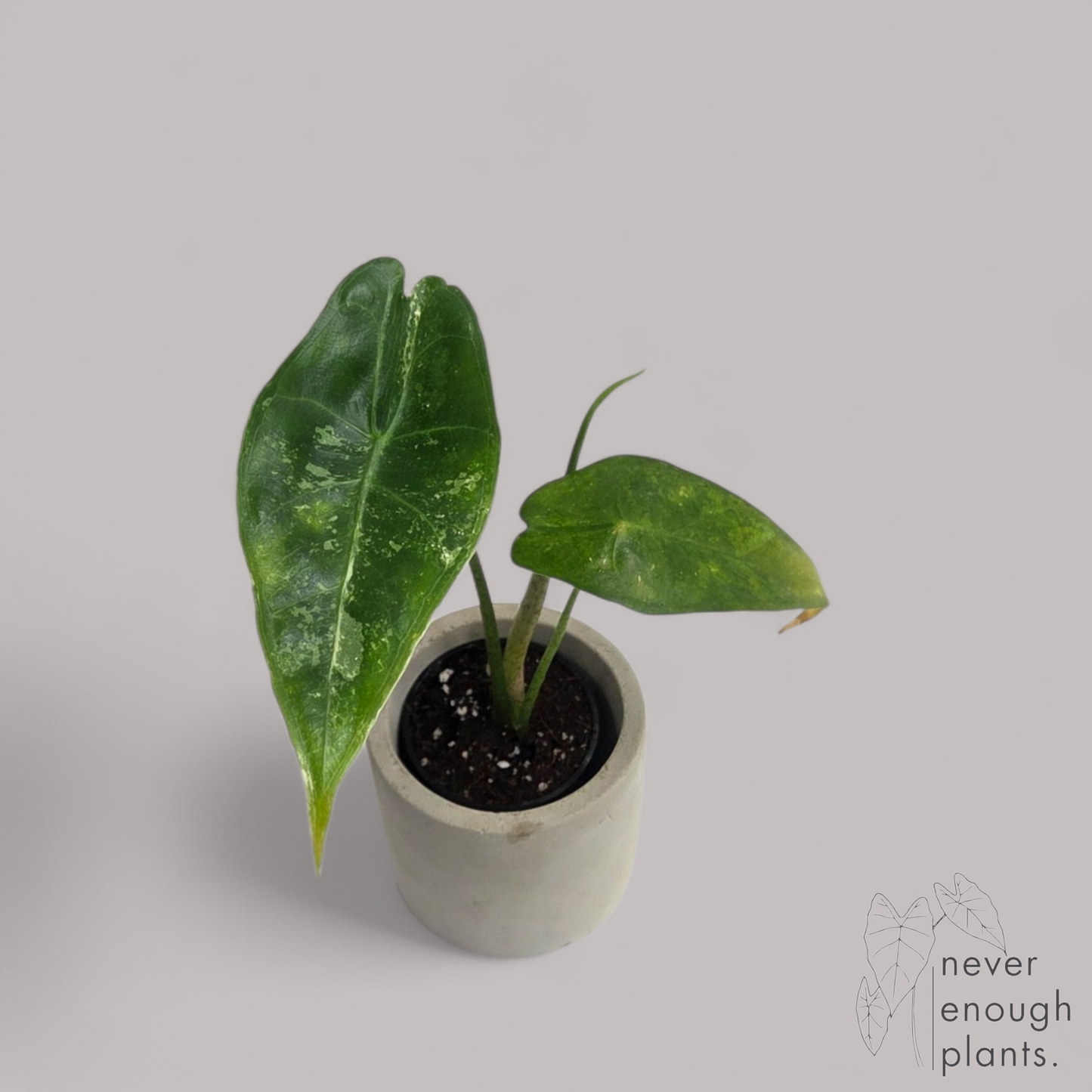 Alocasia Longiloba Aurea Variegata