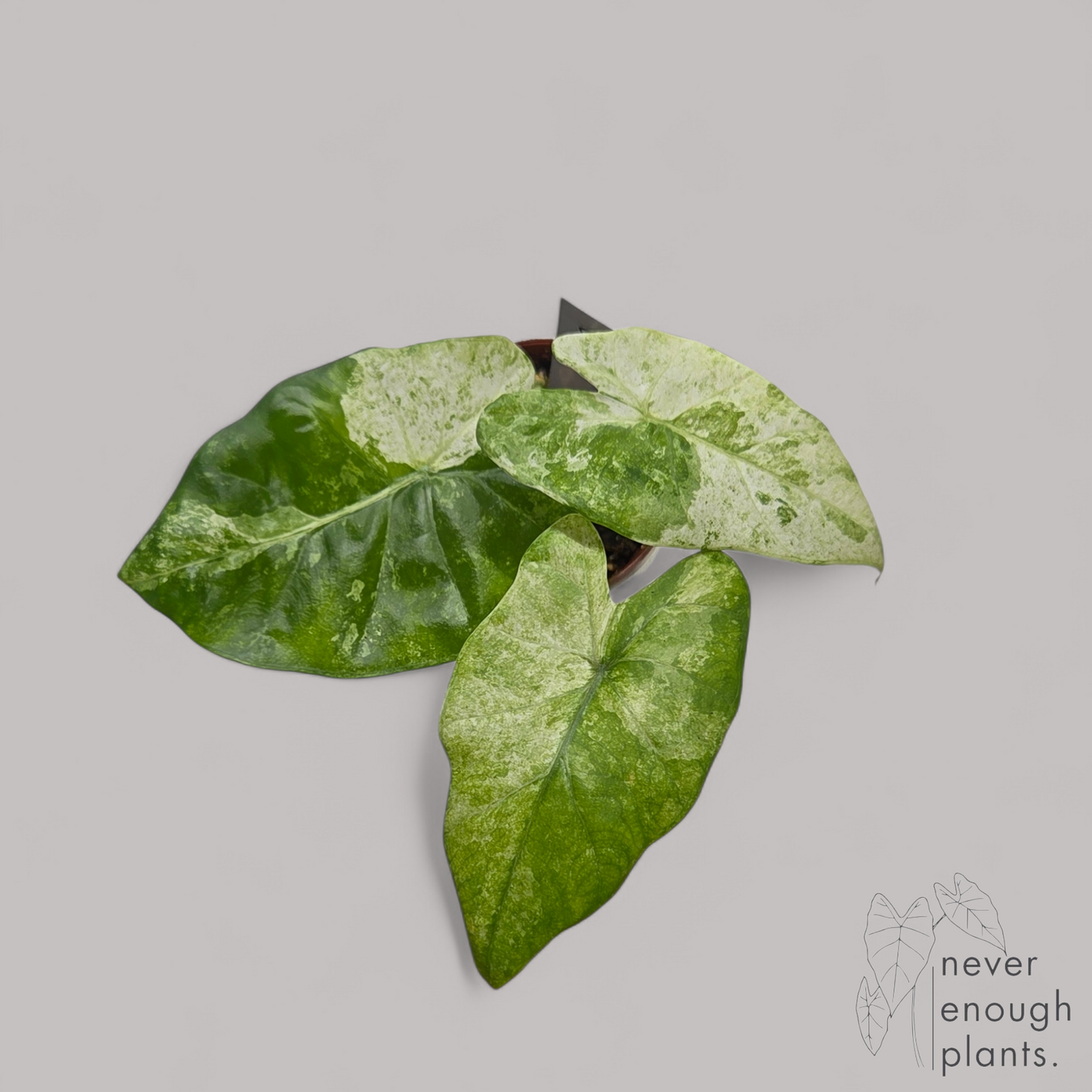 Alocasia Odora 'Batik'