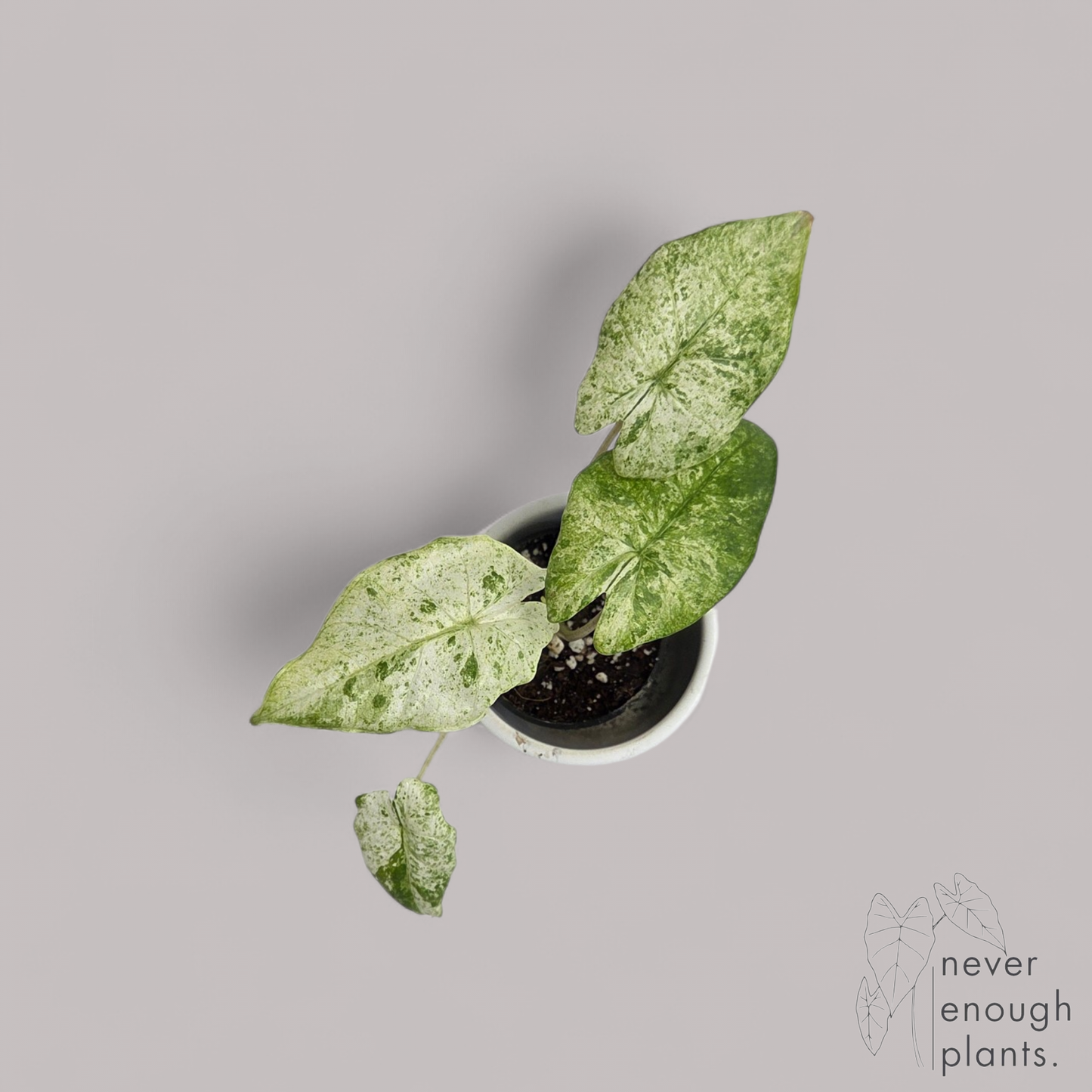 Alocasia Macrorrhiza 'Splash'