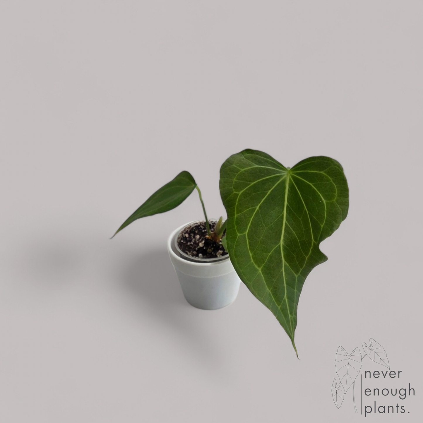 Anthurium Delta Force