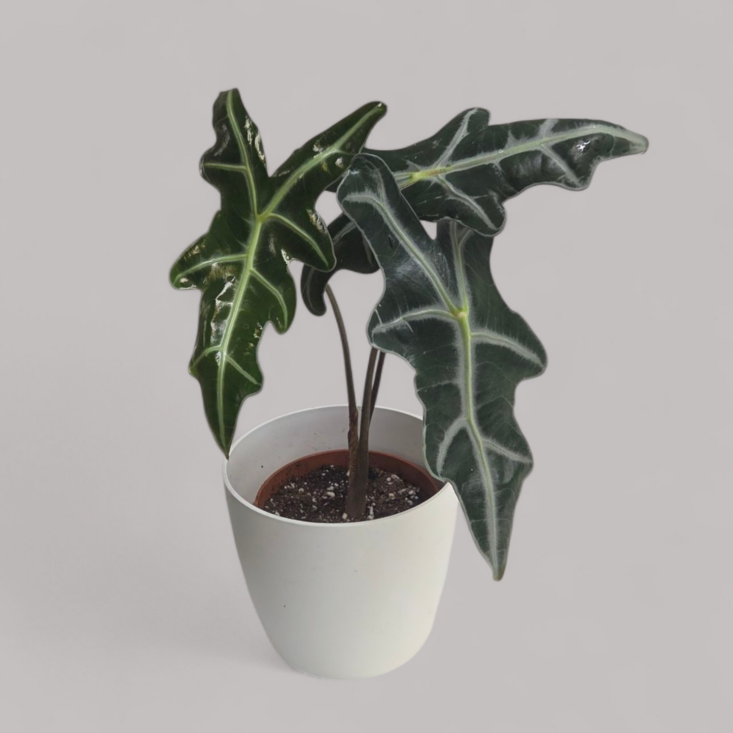 Alocasia Nobilis