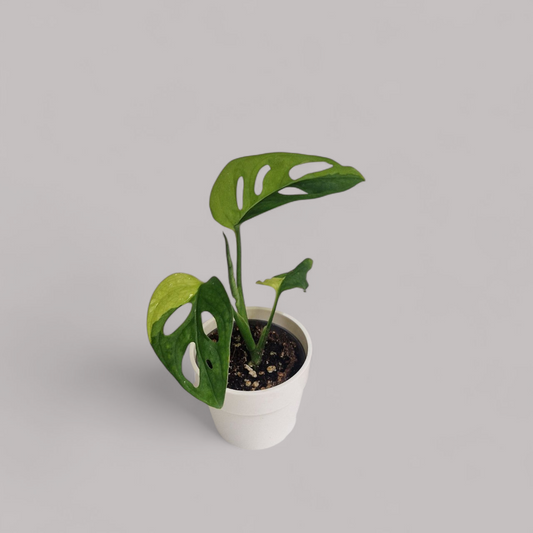 Monstera adansonii aurea variegata