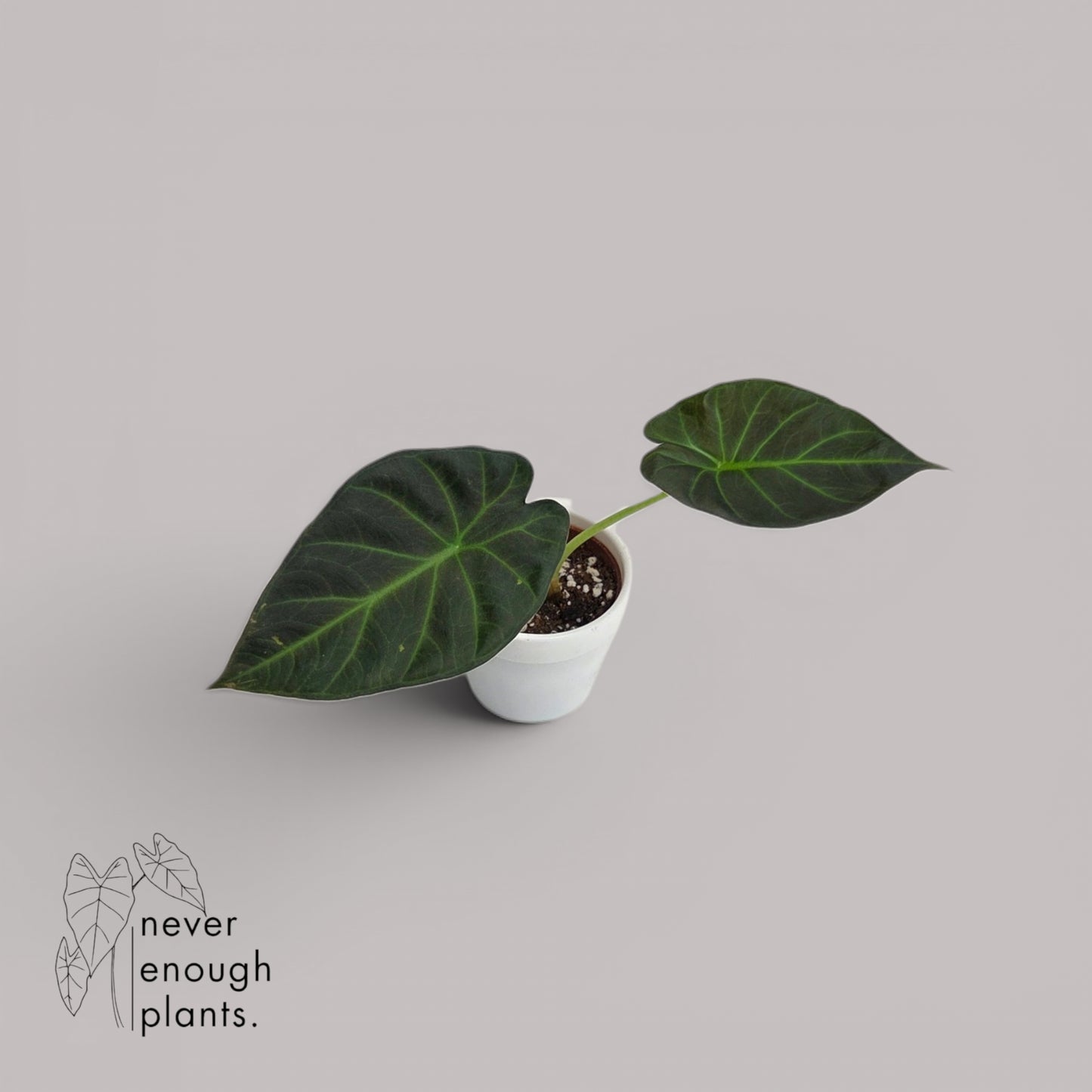 Alocasia 'Regal Shield'