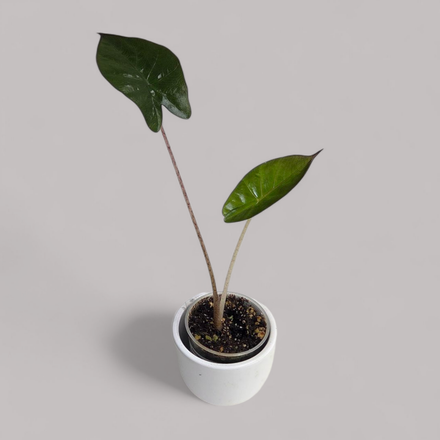 Alocasia 'Yucatan Princess'