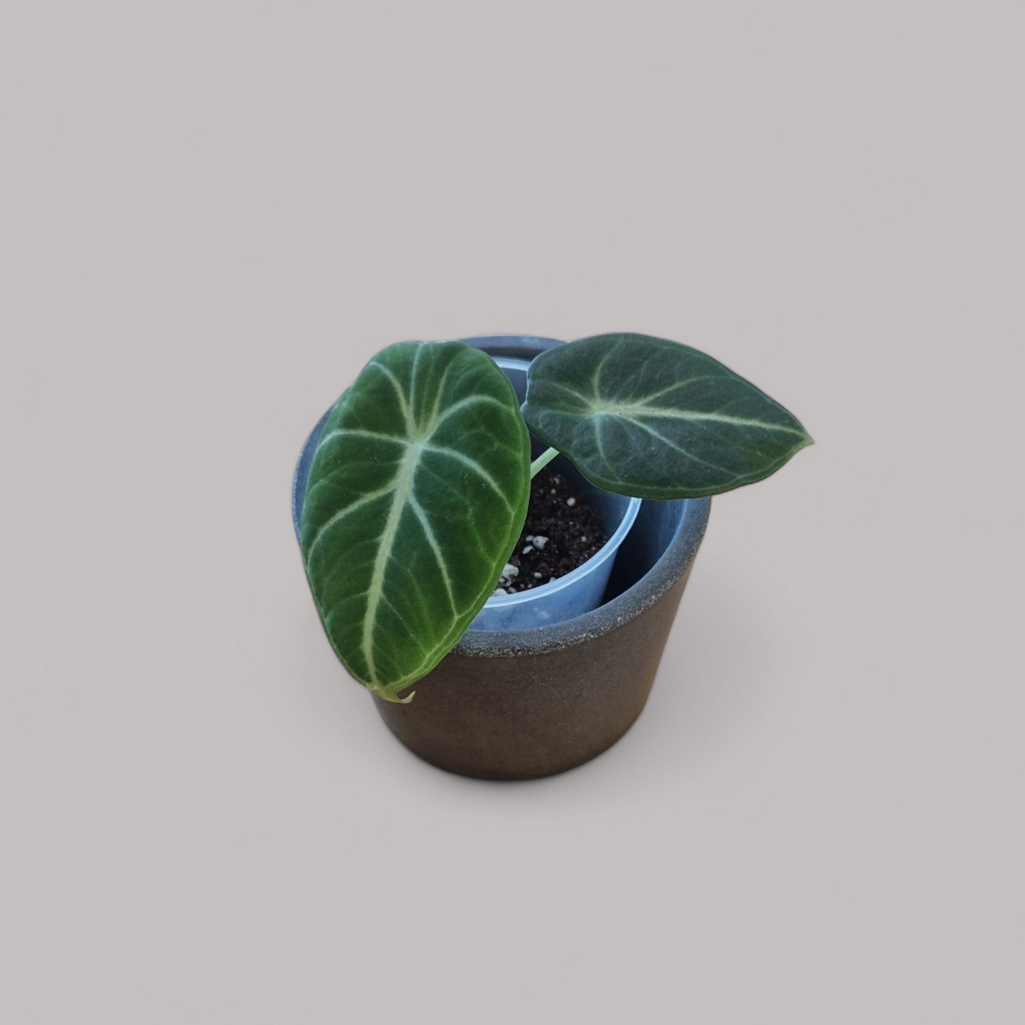 Alocasia 'Ninja'