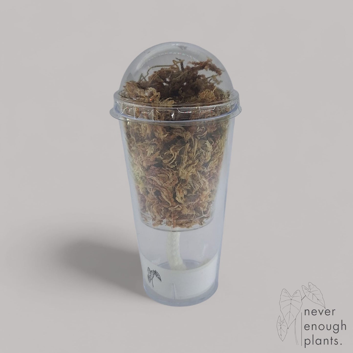 Selbstbewässerungs Anzuchttopf Set