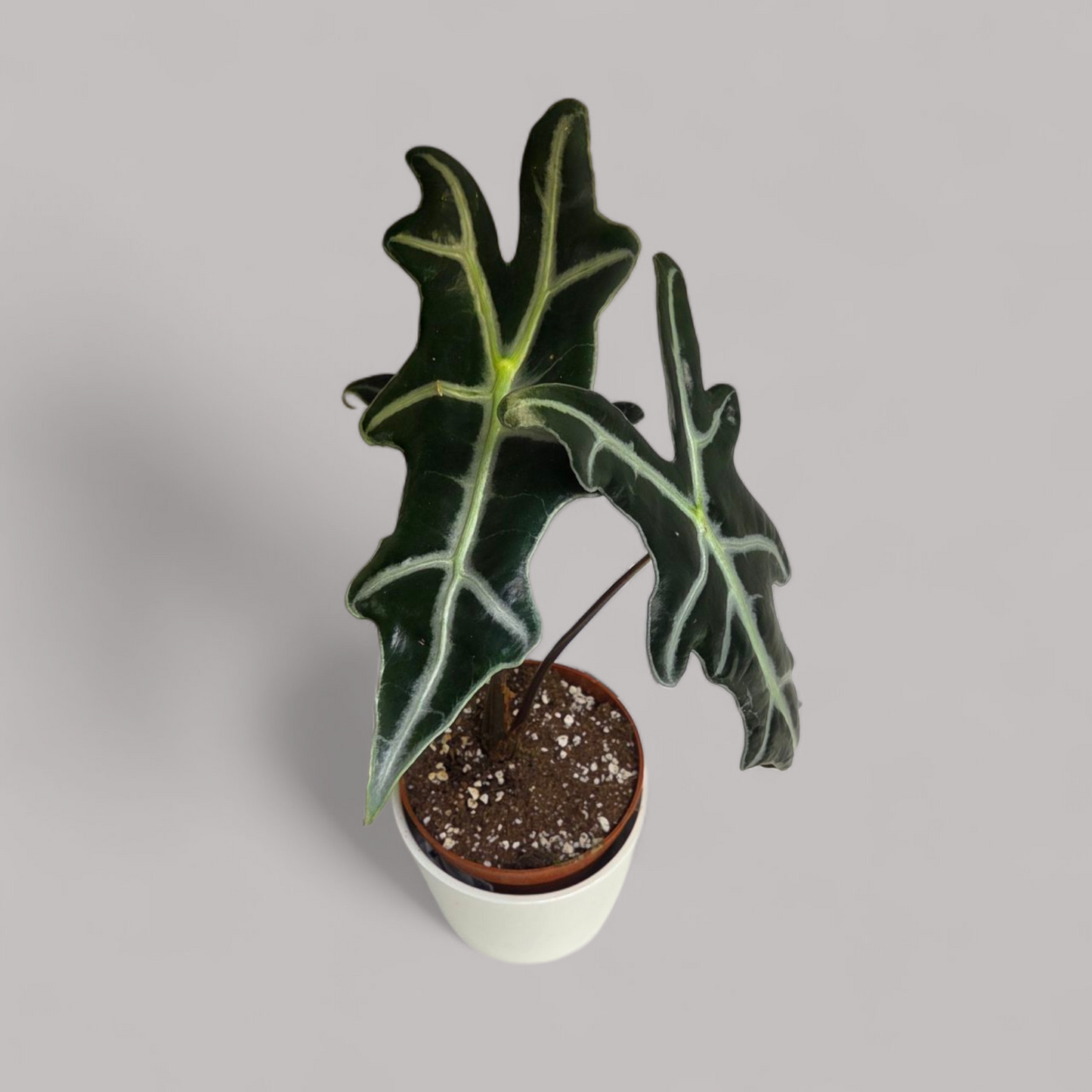 Alocasia Nobilis