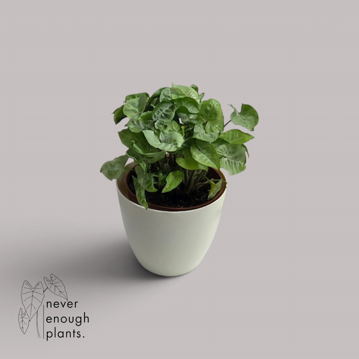 Syngonium podophyllum 'White Butterfly'