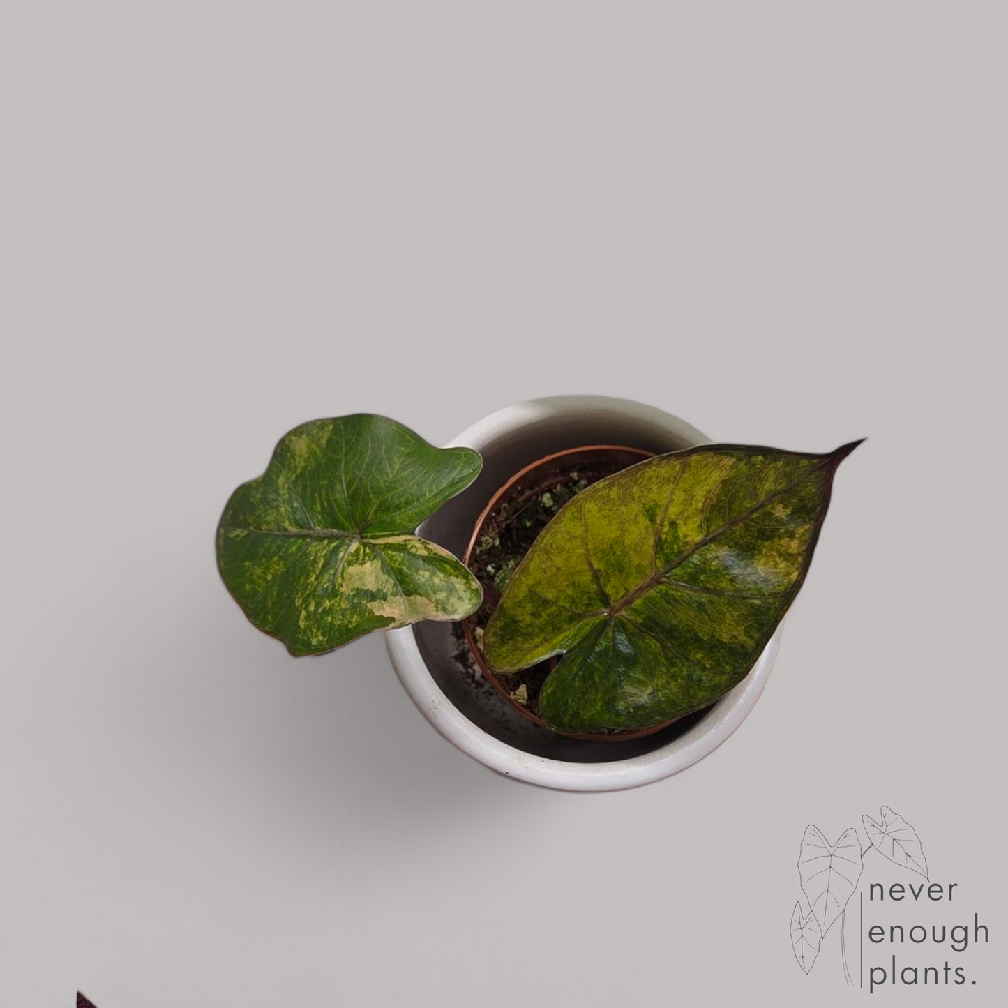 Alocasia Yucatan Princess Aurea Variegata