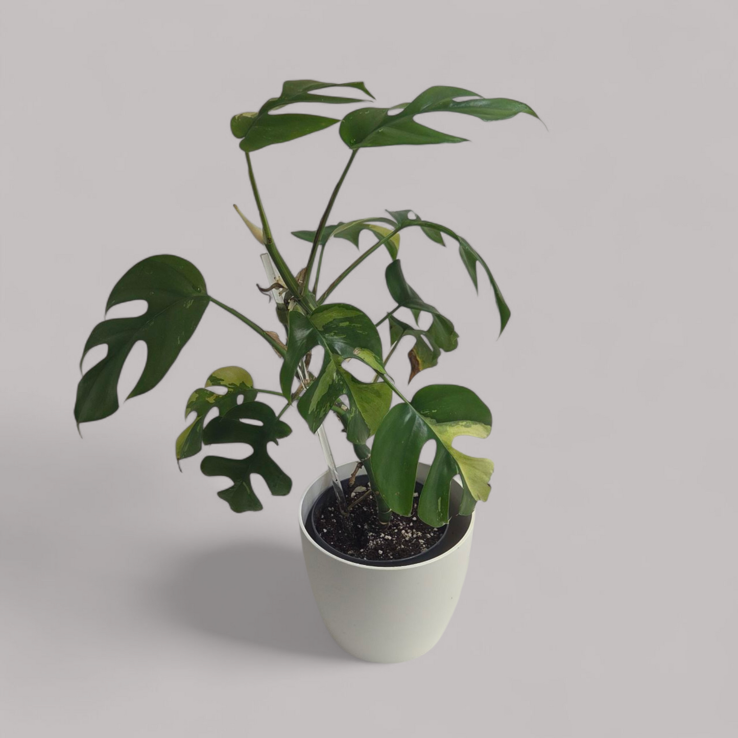 Rhaphidophora tetrasperma Variegata (Monstera minima)