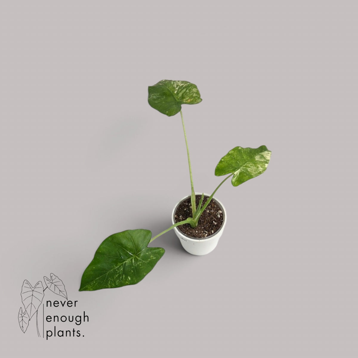 Alocasia Gageana Albo Variegata
