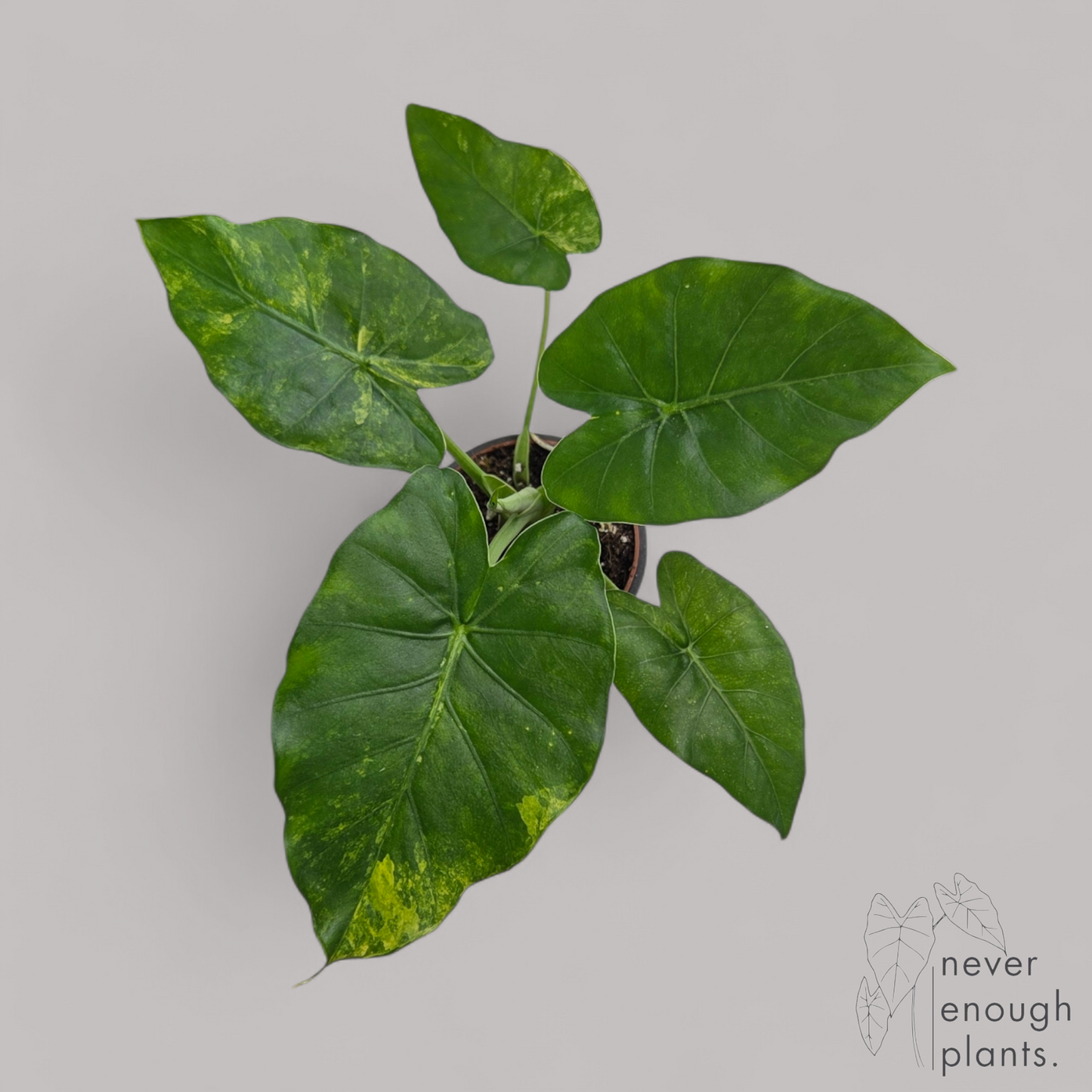 Alocasia Gageana Aurea Variegata
