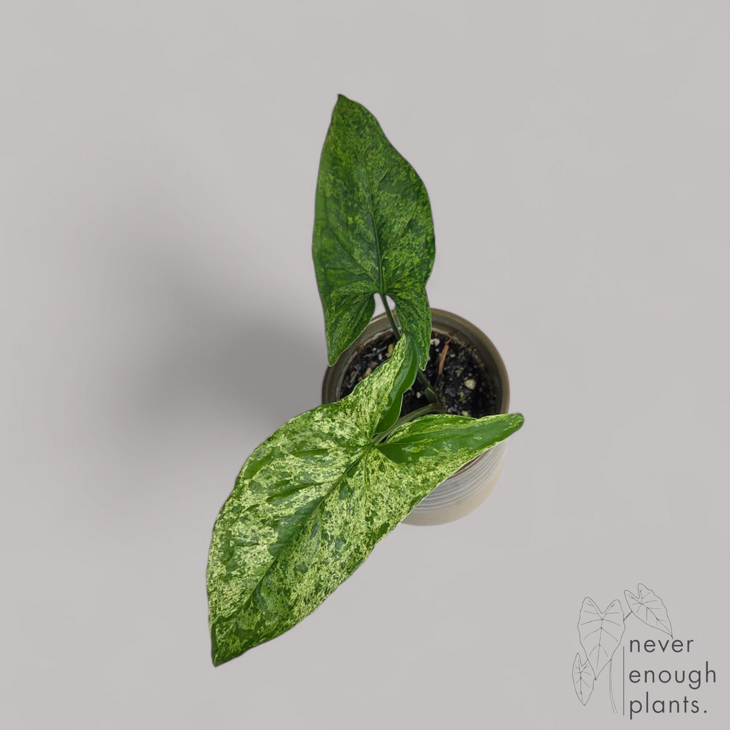 Syngonium podophyllum 'Mottled Leaf'