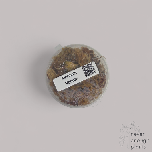 Alocasia Venom
