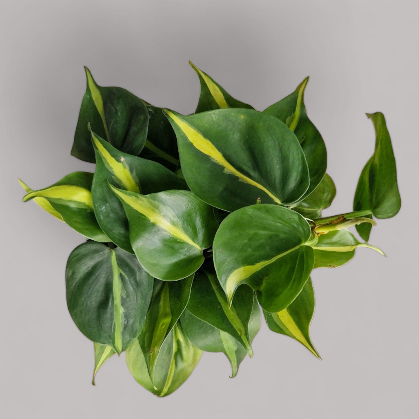 Philodendron Scandens Brasil