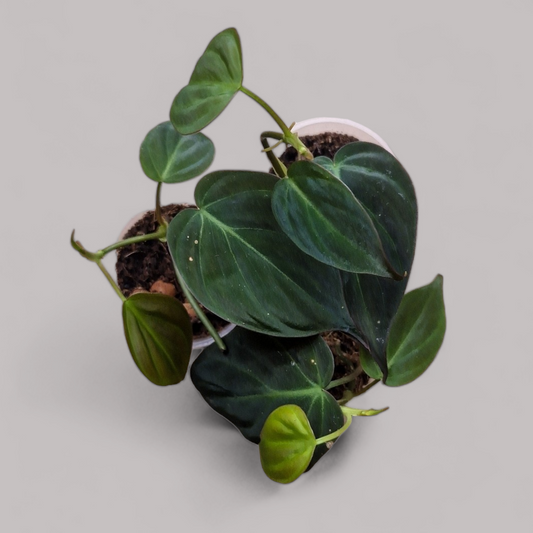 Philodendron Scandens Micans