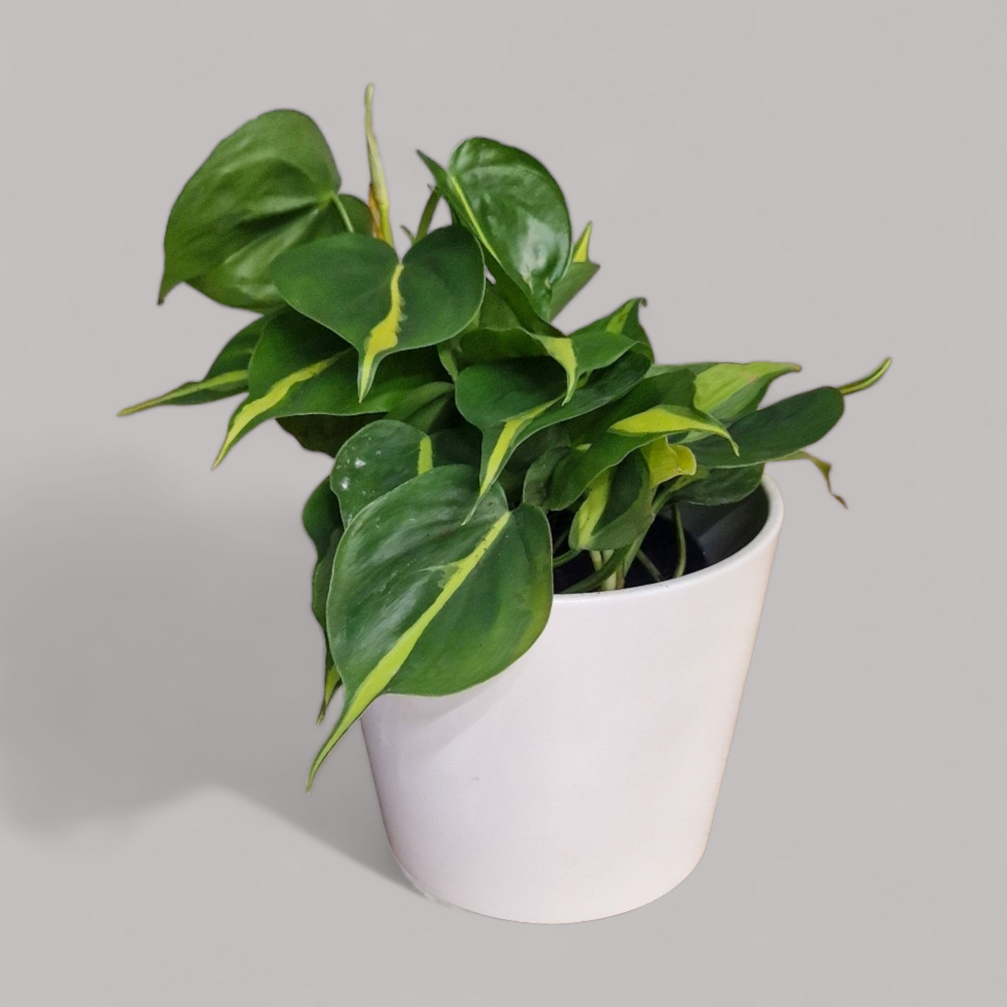 Philodendron Scandens Brasil