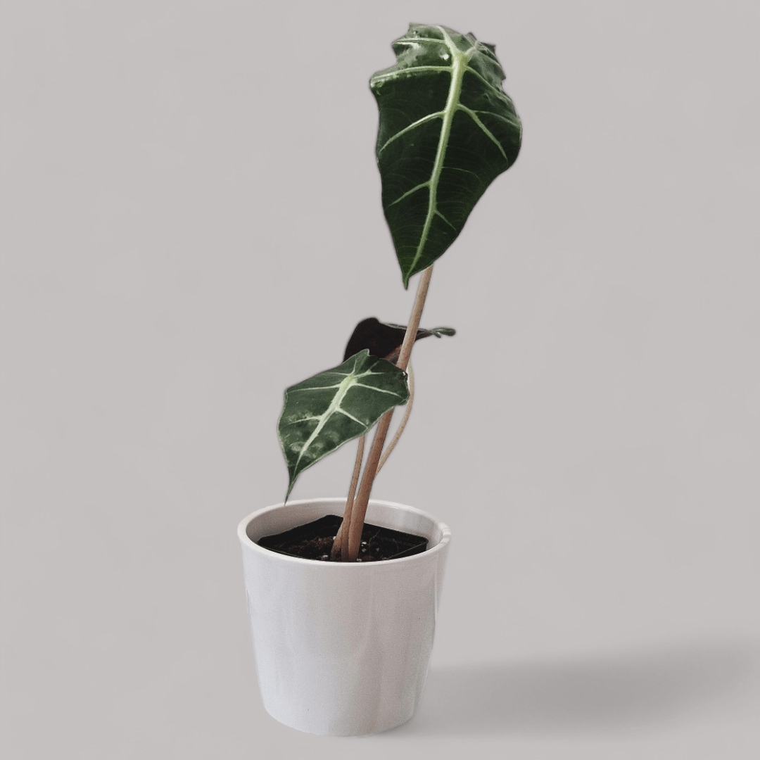 Alocasia Amazonica 'Bambino' - never enough plants.