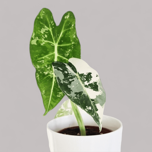 Alocasia 'Frydek' variegata - never enough plants.