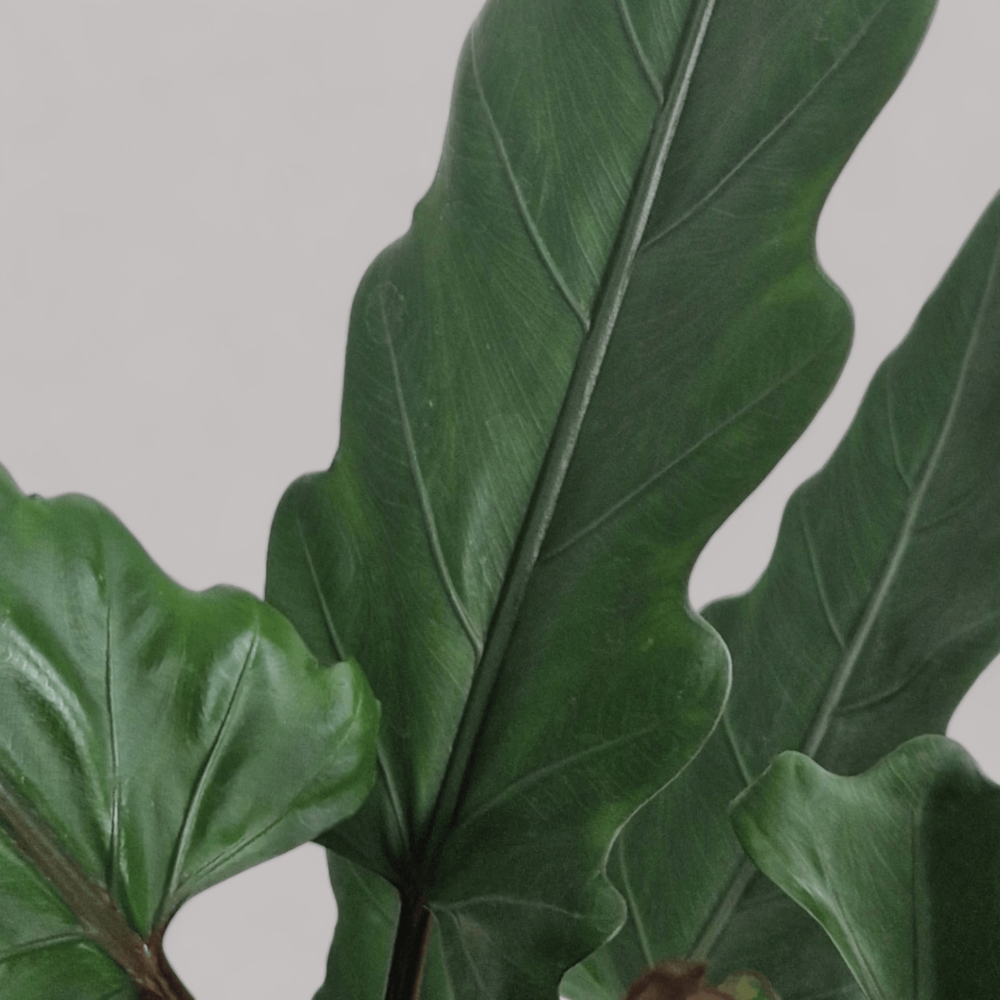 Alocasia Lauterbachiana - never enough plants.