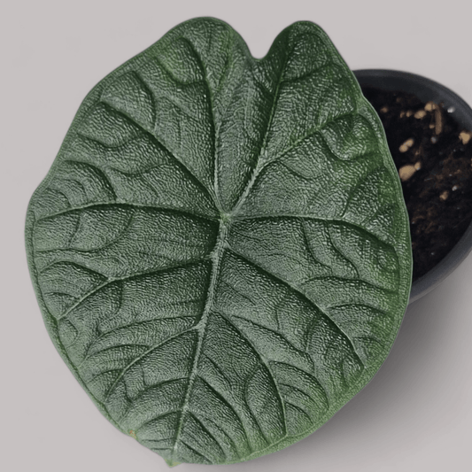 Alocasia 'Melo' - never enough plants.