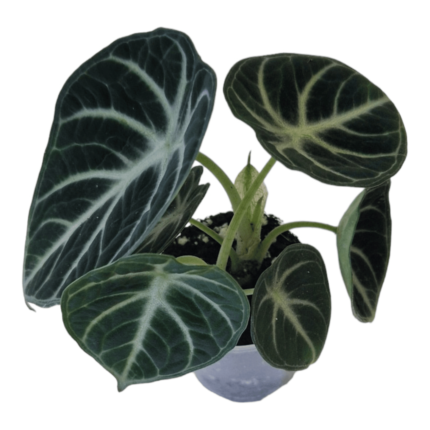 Alocasia 'Ninja' - never enough plants.